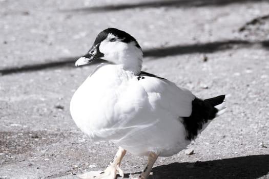 Duck living in an artificial city pond. No people