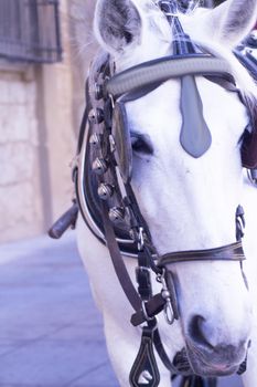 White horse used to pull a tourist cart. No people