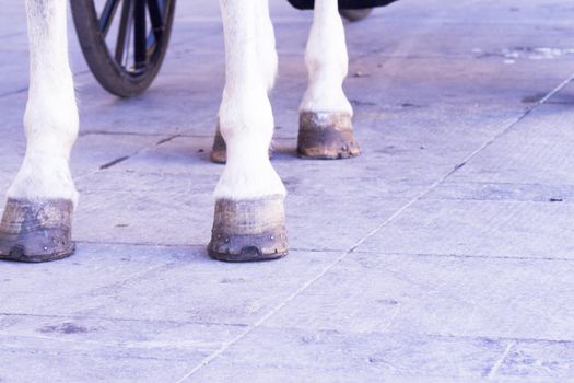 White horse legs on asphalt. No people