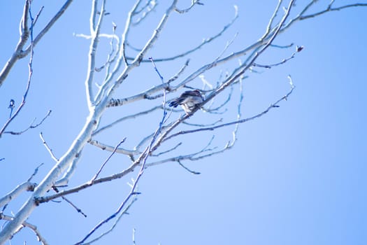 Tree branches on blue sky background. No people