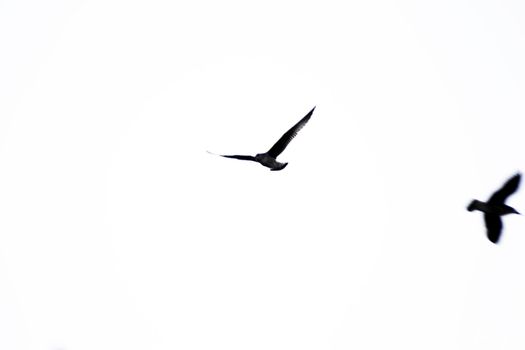 Seagull silhouette flying over blue sky. No people