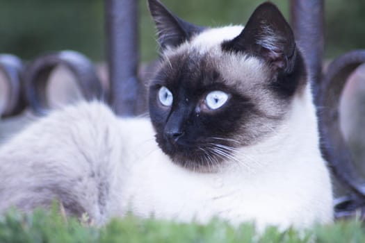 Siamese cat with blue eyes lying on the street. No people