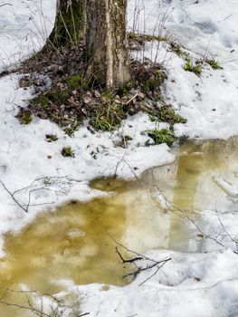 In the wood the spring begins, trees and bushes stand in water, a sunny day, patches of light and reflection on water, trunks of trees are reflected in a puddle, streams flow, conceals snow. High quality 4k footage