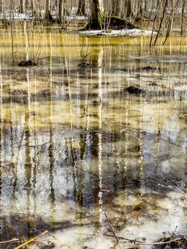 In the wood the spring begins, trees and bushes stand in water, a sunny day, patches of light and reflection on water, trunks of trees are reflected in a puddle, streams flow, conceals snow. High quality photo