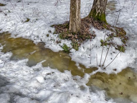 In the wood the spring begins, trees and bushes stand in water, a sunny day, patches of light and reflection on water, trunks of trees are reflected in a puddle, streams flow, conceals snow. High quality 4k footage