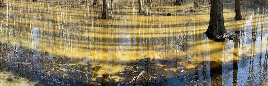 In the wood the spring begins, trees and bushes stand in water, a sunny day, patches of light and reflection on water, trunks of trees are reflected in a puddle, streams flow, conceals snow. High quality photo
