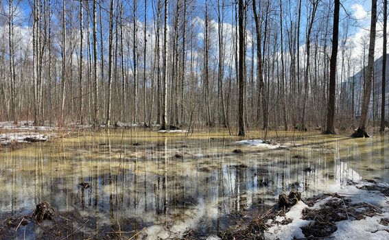 In the wood the spring begins, trees and bushes stand in water, a sunny day, patches of light and reflection on water, trunks of trees are reflected in a puddle, streams flow, conceals snow. High quality photo