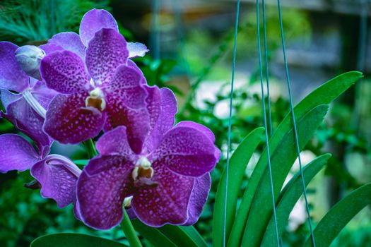 Beautiful tropical purple branch of orchid flower phalaenopsis from family Orchidaceae.Selective focus.Phalaenopsis for postcard beaty and agriculture idea concept design.There is place for text.