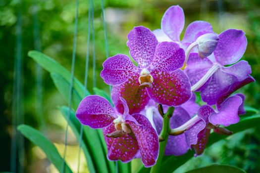 Beautiful tropical purple branch of orchid flower phalaenopsis from family Orchidaceae in garden.Macro of purple orchid in farm, in soft color and soft blurred background.Copy space add text