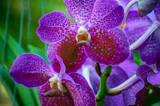 Beautiful tropical purple branch of orchid flower phalaenopsis from family Orchidaceae on garden background.Selective focus.For Women's Day,Flower Card,postcard beaty, agriculture idea concept design