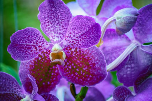 Beautiful tropical purple branch of orchid flower phalaenopsis from family Orchidaceae on garden background.Selective focus.For postcard beaty,agriculture idea concept design,Women's Day,Flower Card