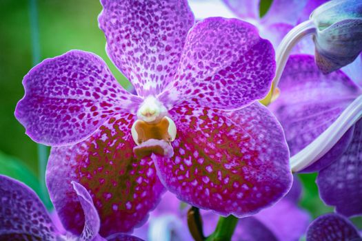 Beautiful tropical purple branch of orchid flower phalaenopsis from family Orchidaceae on garden background.Macro of orchid in farm, in soft color and blurred background.Women's Day,Flower Card,beauty