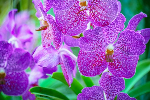 Beautiful tropical purple branch of orchid flower phalaenopsis from family Orchidaceae on garden background.Phalaenopsis for postcard beauty,agriculture idea concept design,Women's Day,Flower Card