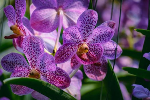 Beautiful tropical purple branch of orchid flower phalaenopsis from family Orchidaceae in nature.Macro of orchid in farm,in soft color and blurred background.For Women's Day,Flower Card,beauty