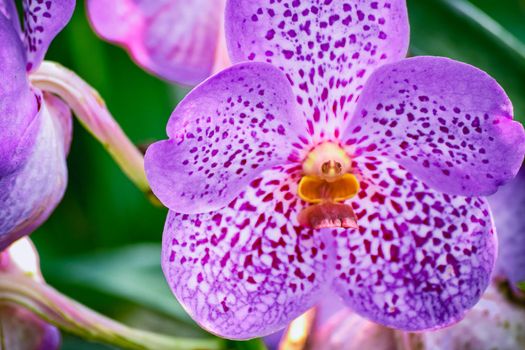 Beautiful tropical purple branch of orchid flower phalaenopsis from family Orchidaceae on nature background.For postcard beauty,agriculture idea concept design,Women's Day,Flower Card.Selective focus