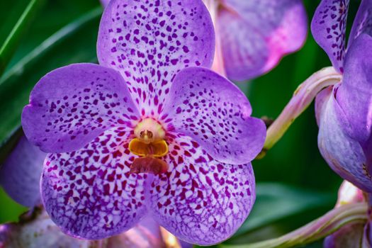 Beautiful tropical purple branch of orchid flower phalaenopsis from family Orchidaceae on nature.Macro of orchid in farm,in soft color and blurred background.Copy space add text.Women's Day,beauty