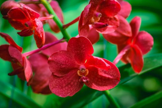 Beautiful tropical red branch of orchid flower phalaenopsis from family Orchidaceae on garden background.Selective focus.For postcard beauty and agriculture idea concept design,Women's Day,Flower Card