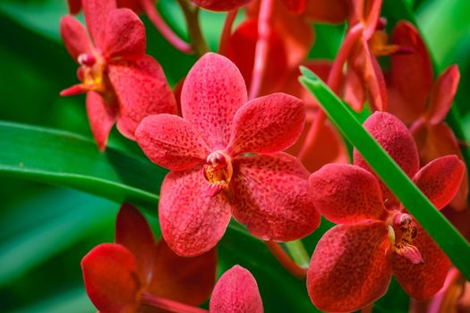 Beautiful tropical red branch of orchid flower phalaenopsis from family Orchidaceae on nature background.Selective focus.For postcard beauty and agriculture idea concept design.Copy space for text