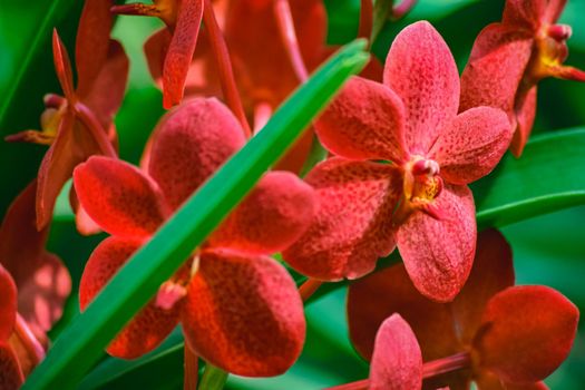 Beautiful tropical red branch of orchid flower phalaenopsis from family Orchidaceae in garden.Macro of orchid in farm,in soft color, blurred background.Selective focus.Women's Day,Flower Card,beauty