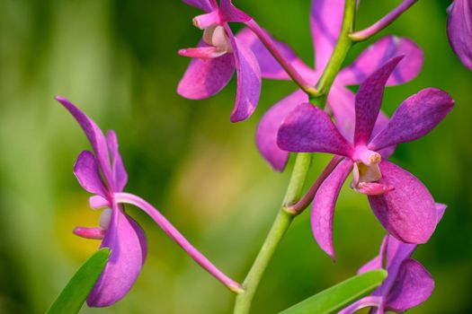 Beautiful tropical purple branch of orchid flower phalaenopsis from family Orchidaceae in nature.Selective focus.Macro of orchid in farm, in soft color and soft blurred background.Copy space add text