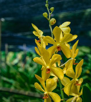 Beautiful tropical yellow branch of orchid flower phalaenopsis from family Orchidaceae on nature background.Selective focus.Phalaenopsis petals macro view, shallow depth of.There is place for text.