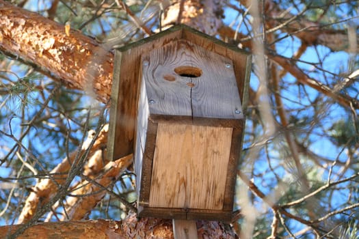 Spring. A wooden birdhouse on the trunk of a large tree, a trunk and a pine texture. Blue sky and crown of wood. High quality photo