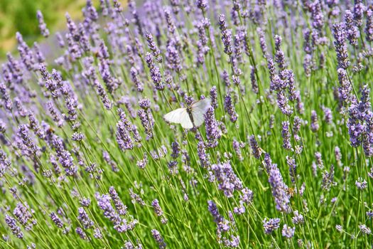 Wild lavender fields near Brusje on Hvar Island in Croatia
Lavender fields on Hvar, Croatia; purple colour, butterflies, rural