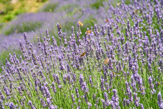 Wild lavender fields near Brusje on Hvar Island in Croatia
Lavender fields on Hvar, Croatia; purple colour, butterflies, rural