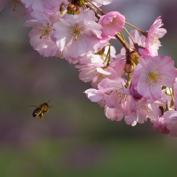 Sakuras / cherries in blossom on a sunny spring day