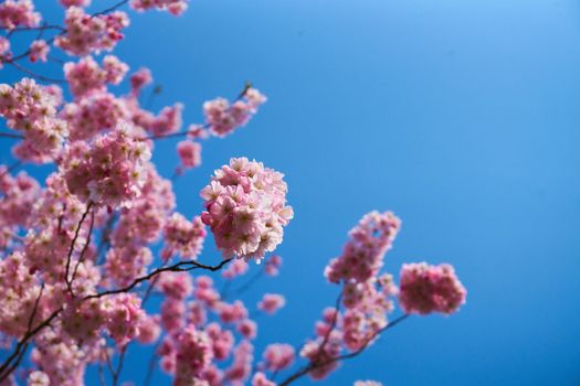 Sakuras / cherries in blossom on a sunny spring day