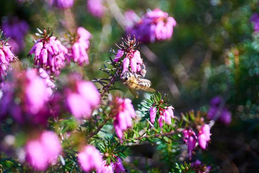 common heather in blossom in a park