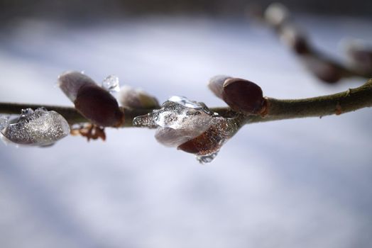 Fresh young buds of spring frozen in late winter ice after a snap of cold weather in a close up view in a concept of the changing of the seasons