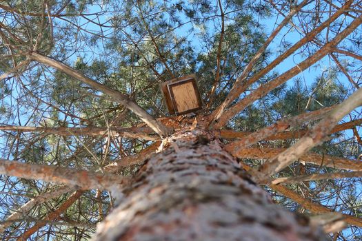 Spring, nature. A large conifer, a view from below. The texture of the pine trunk bark and the birdhouse on the trunk. High quality photo