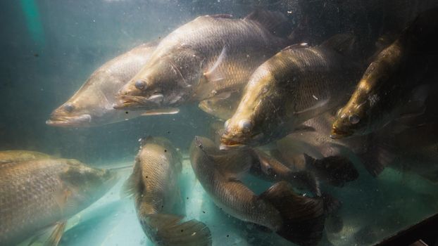 Snapper fish live in aquarium