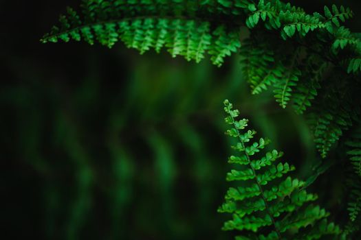 Green leaves fern refresh background