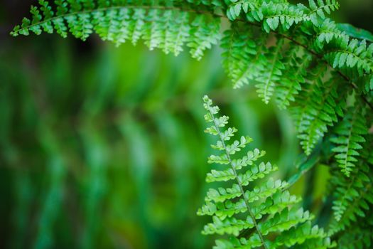 Green leaves fern refresh background