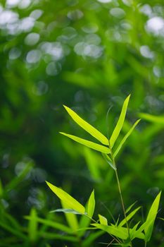 Green leaves bamboo refresh background