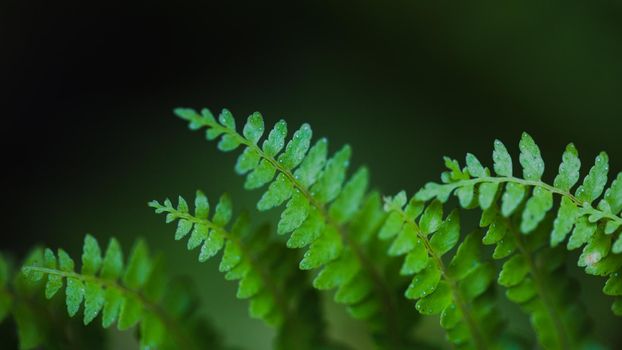 Green leaves fern refresh background