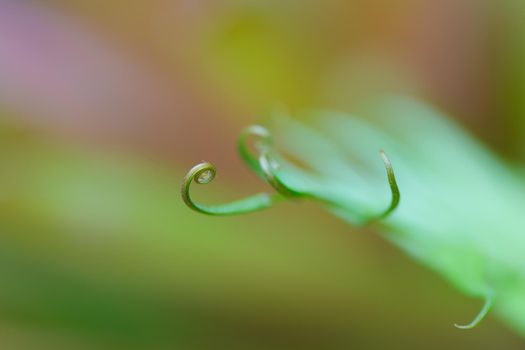 Spiral young fern leave on green background