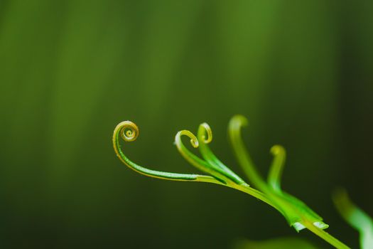 Spiral young fern leave on green background