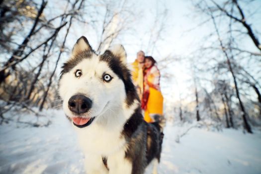 Cheerful muzzle of a dog siberian husky in a winter park, in the background a young couple.