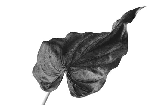 Alocasia cucullata leaf, Chinese Taro, Elephant Ear. Black and white filter,Isolated on white