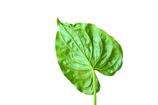 alocasia cucullata green leaf, Chinese Taro, Elephant Ear. Isolated on white