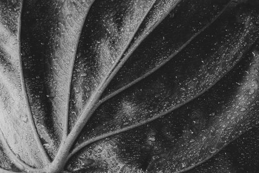 Alocasia cucullata leaf, Chinese Taro, Elephant Ear. Black and white filter