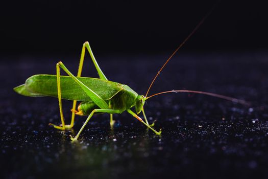 Green grasshopper on dark background