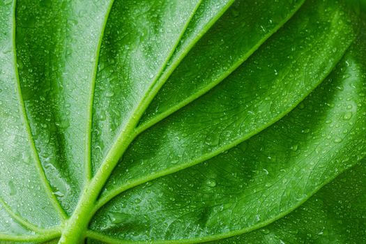 alocasia cucullata green leaf texture background, Chinese Taro, Elephant Ear