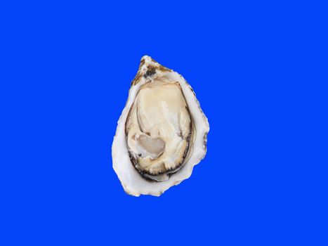 Skookum Inlet Oyster is fresh seafood from France. Isolated on blue