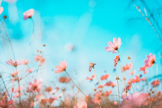 Cosmos flowers beautiful in the garden