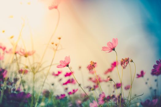 Cosmos flowers beautiful in the garden