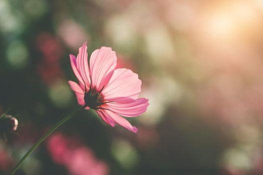 Cosmos flowers beautiful in the garden